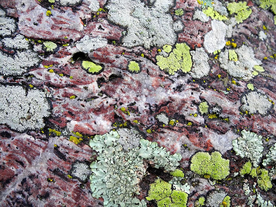 Moss, Lichen, Texture, Rock, Stone, rocks, nature, backgrounds HD wallpaper