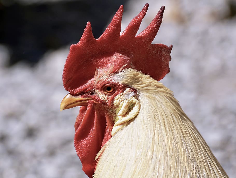 close-up photo of rooster, hahn, bird, pride, cockscomb, plumage HD wallpaper