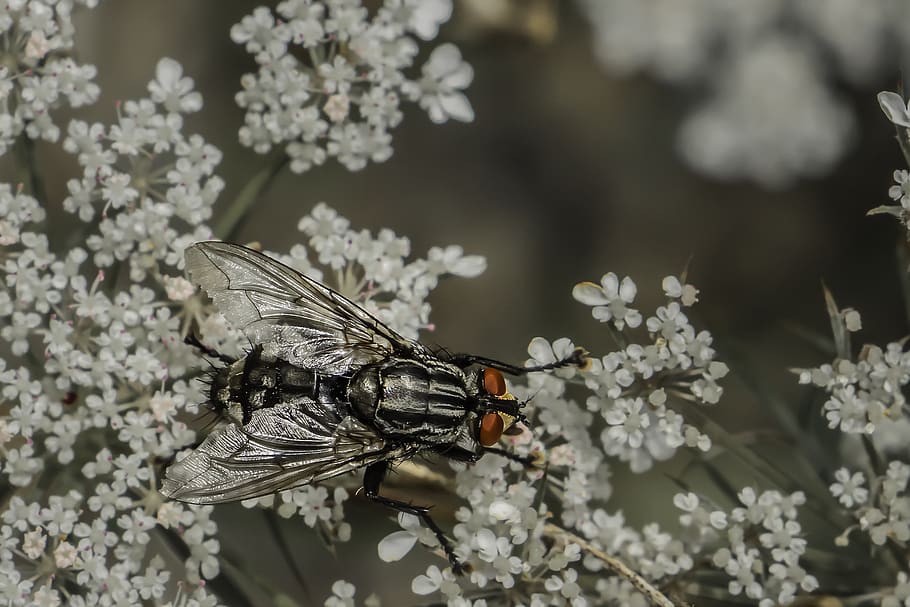 insect, close up, wing, fly, compound eyes, macro, nature, flower HD wallpaper