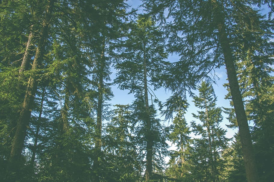 ground shot of green trees, low-angle photography of pine trees HD wallpaper