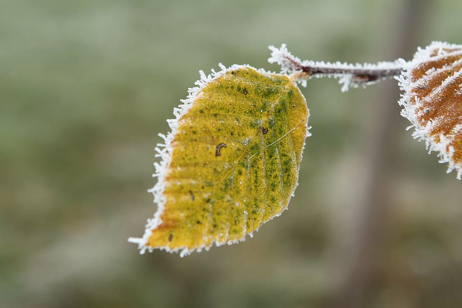 frost, beech leaf, fall leaves, plant, close-up, plant part HD wallpaper