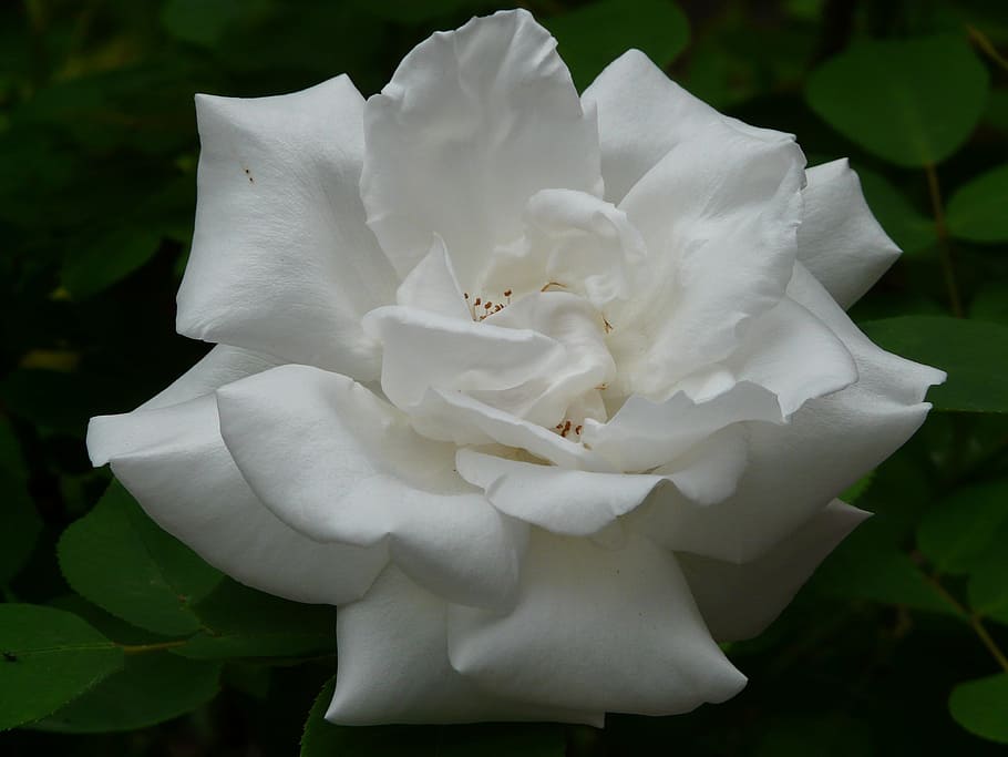 white rose, rose bloom, petals, fragrant flowers, close, macro HD wallpaper