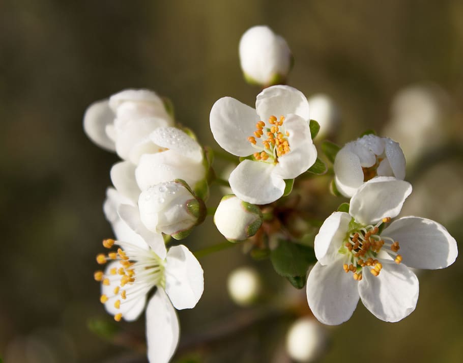 Blossom, Bloom, Spring, White, white color, flower, close-up HD wallpaper
