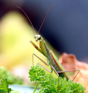 insect, mantis, grasshopper, mantis religiosa, macro, green HD wallpaper