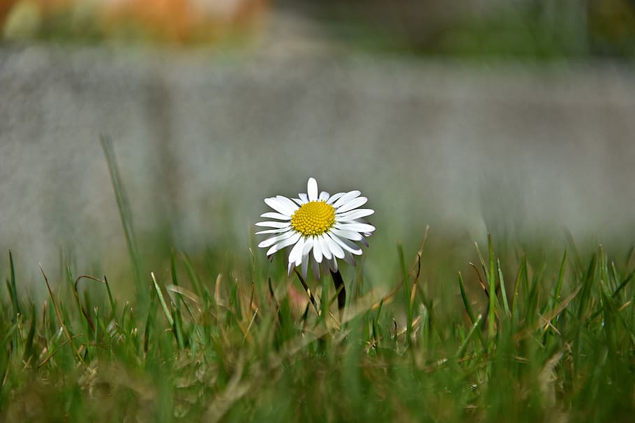 grass, nature, meadow, field, summer, flower, flowering plant HD wallpaper
