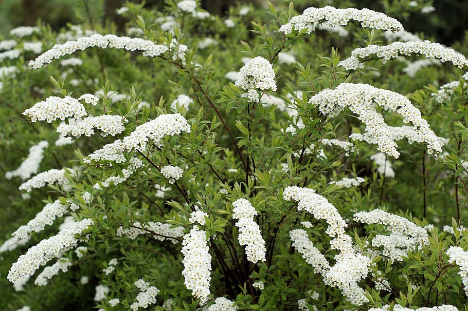 plant, bush, white, fragrant, flowers, hawthorn, medicinal herb HD wallpaper