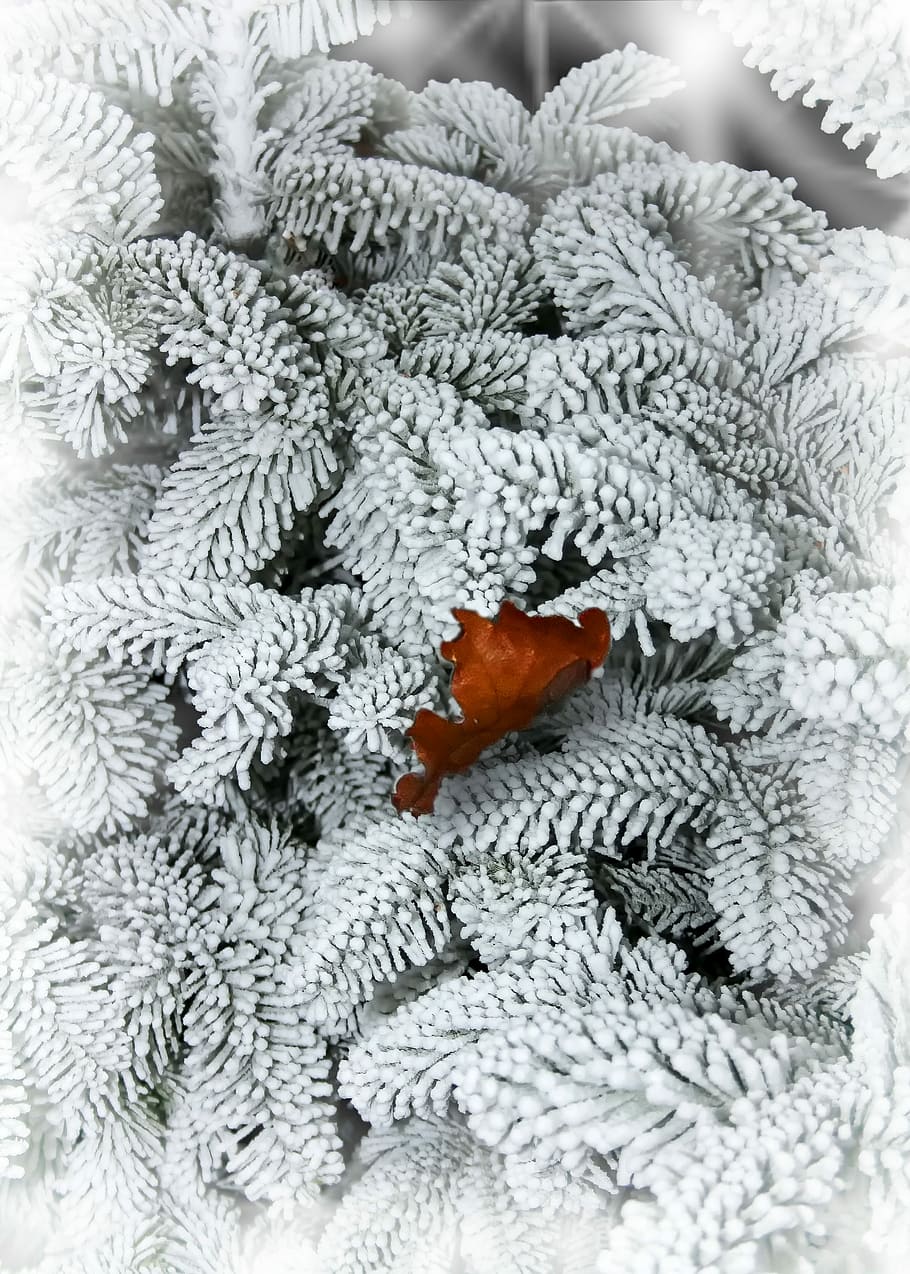 Fir, Snow, Leaf, Winter, Cold, Frost, nature, snowy, wintry HD wallpaper