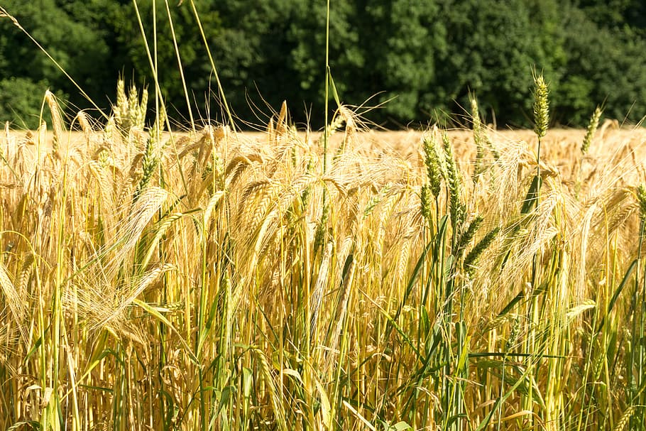 cereals, field, bauer, wheat, agriculture, harvest, grain, ear HD wallpaper