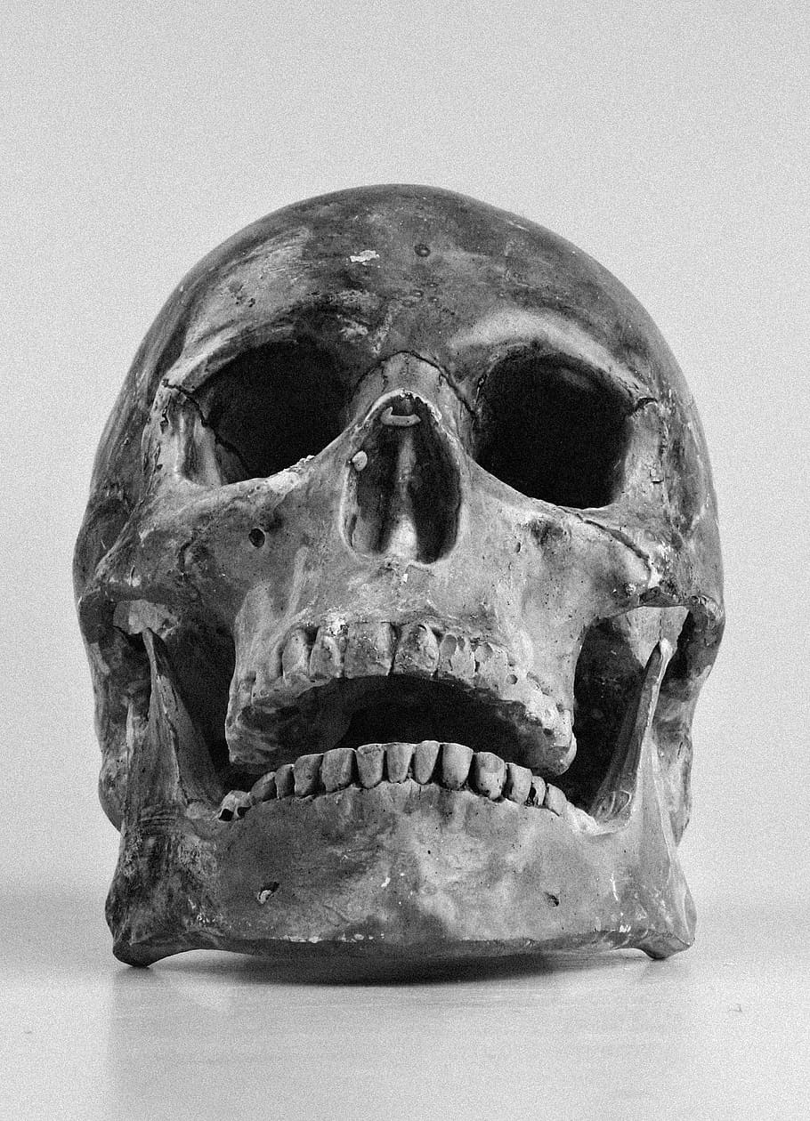human skull, color, teeth, black And White, human Bone, concepts And Ideas HD wallpaper