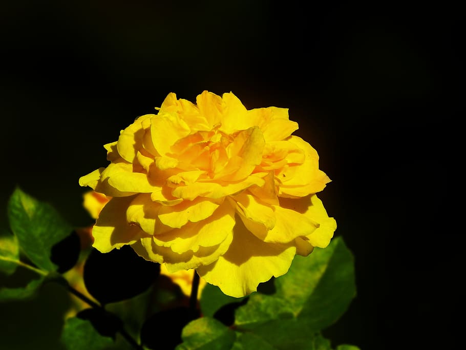 rosa, yellow, petals, flower, flowering plant, beauty in nature HD wallpaper