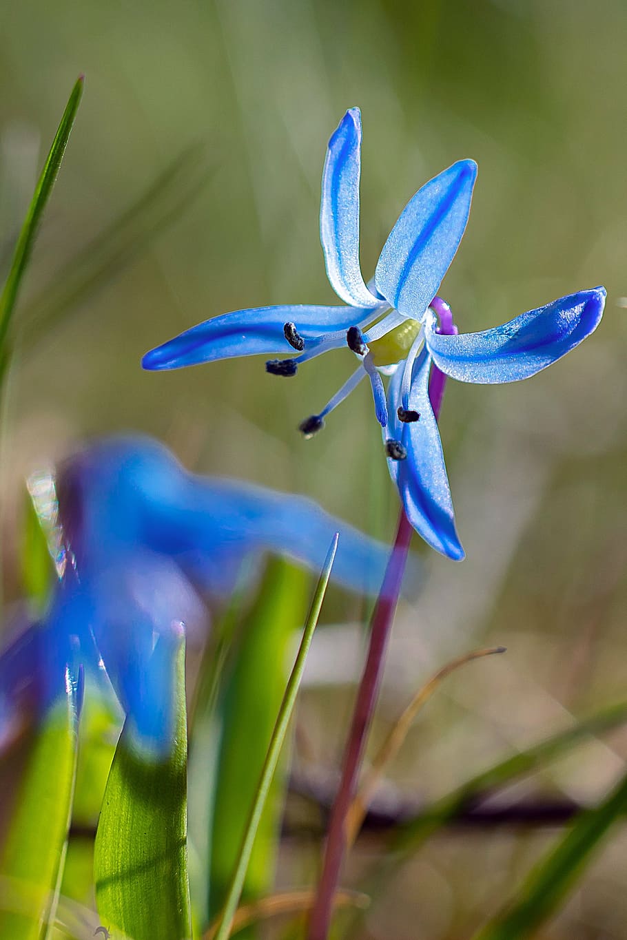 flower, nature, blue, spring, plant, beauty in nature, fragility HD wallpaper