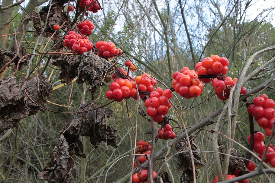 berries, berry, communis, dioscorea, poison, poisonous, red HD wallpaper