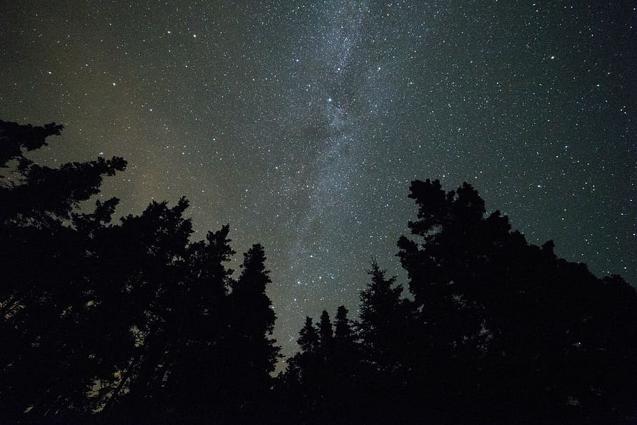 silhouette of trees under starry sky during nighttime, black HD wallpaper