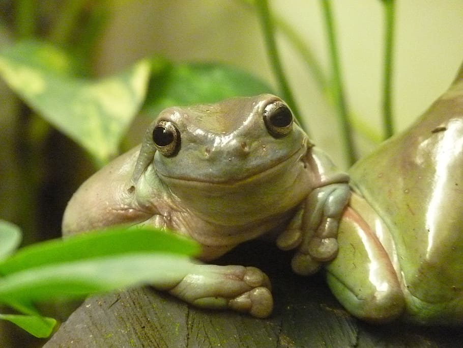 green frog on gray surface in close-up photo, finger coral tree frog, HD wallpaper