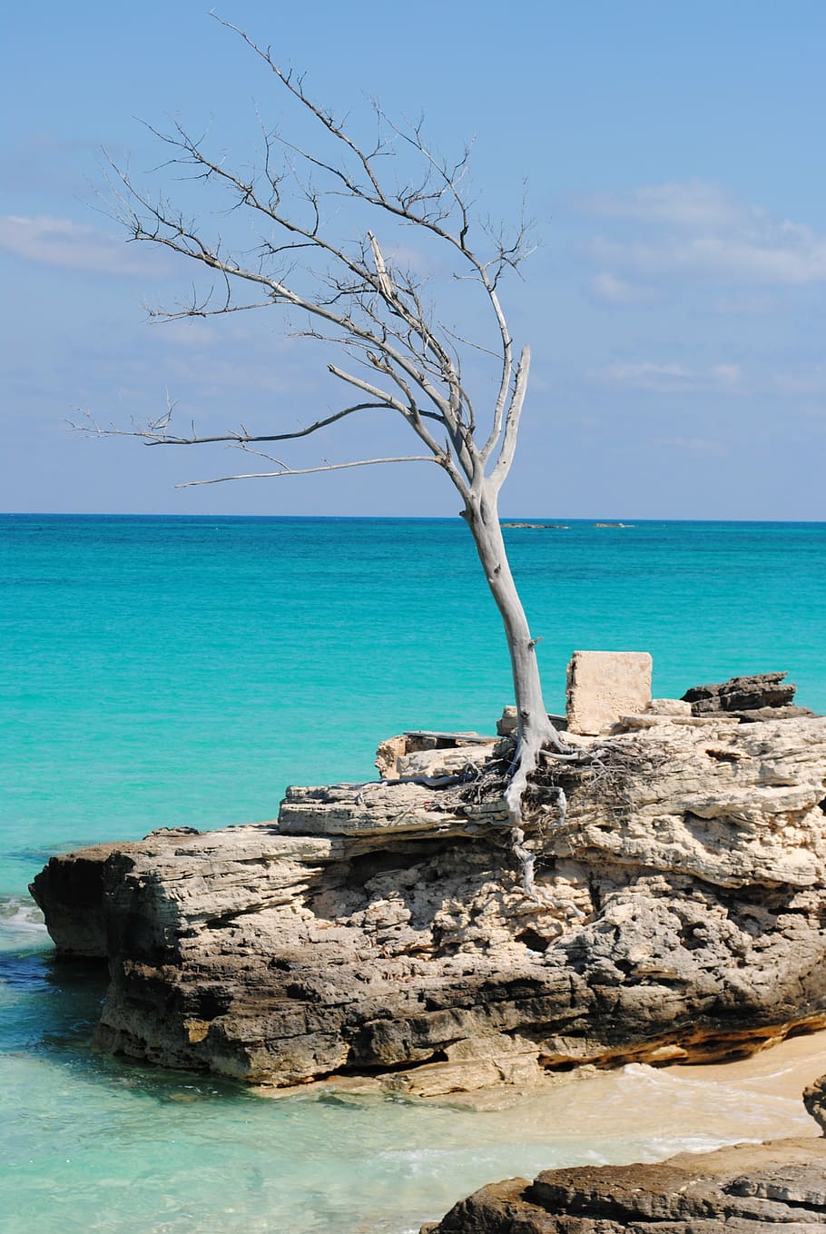 tree, ocean, sea, caribbean, saint martin, west indies, beach, HD wallpaper
