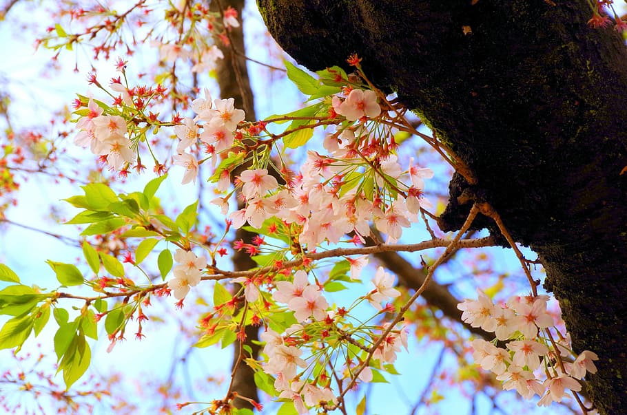 cherry, cherry blossoms, spring, flowers, sakura, japan, natural HD wallpaper