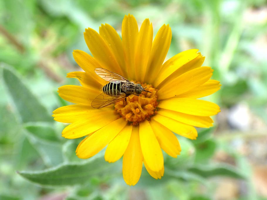 hoverfly, syrphidae, libar, daisy, flower, false wasp, insect HD wallpaper