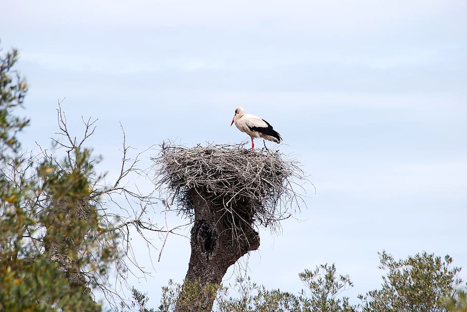 stork, bird, alsace, animal themes, animal wildlife, animals in the wild HD wallpaper