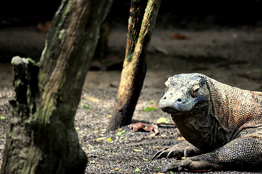 komodo, dragon, lizard, reptile, wild, indonesia, komodoensis HD wallpaper
