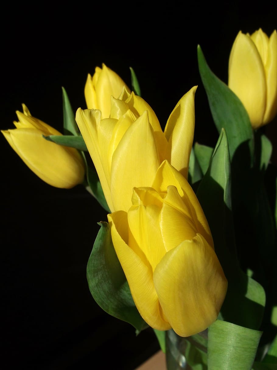 tulips, spring, yellow, flowering plant, petal, vulnerability HD wallpaper