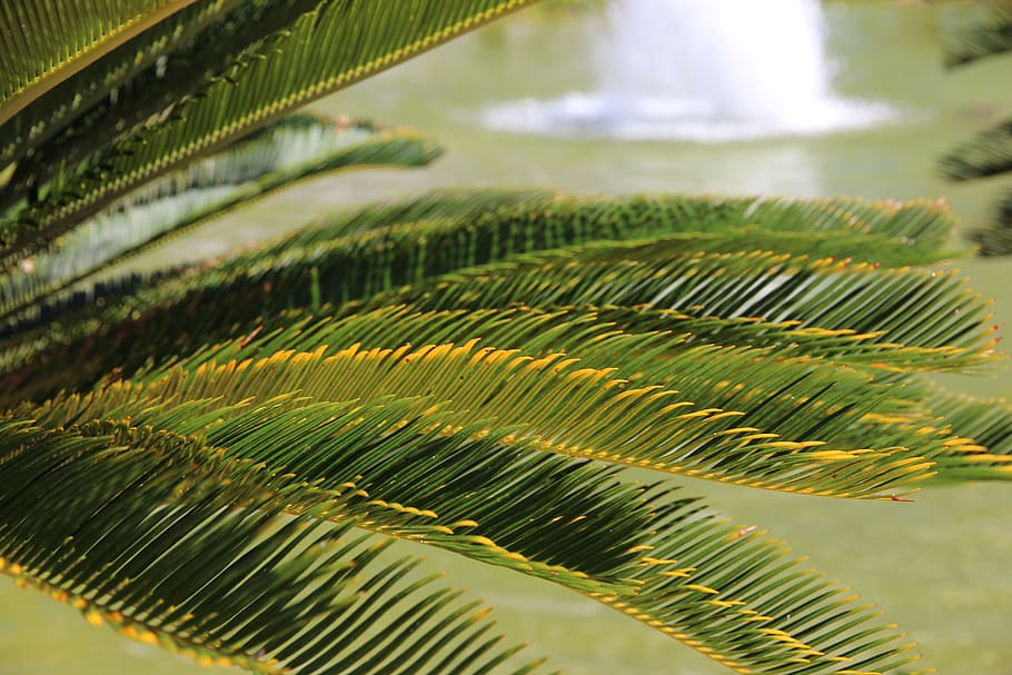 Palma, Leaves, Tree, Closeup, green leaves, nature, plant, green Color HD wallpaper