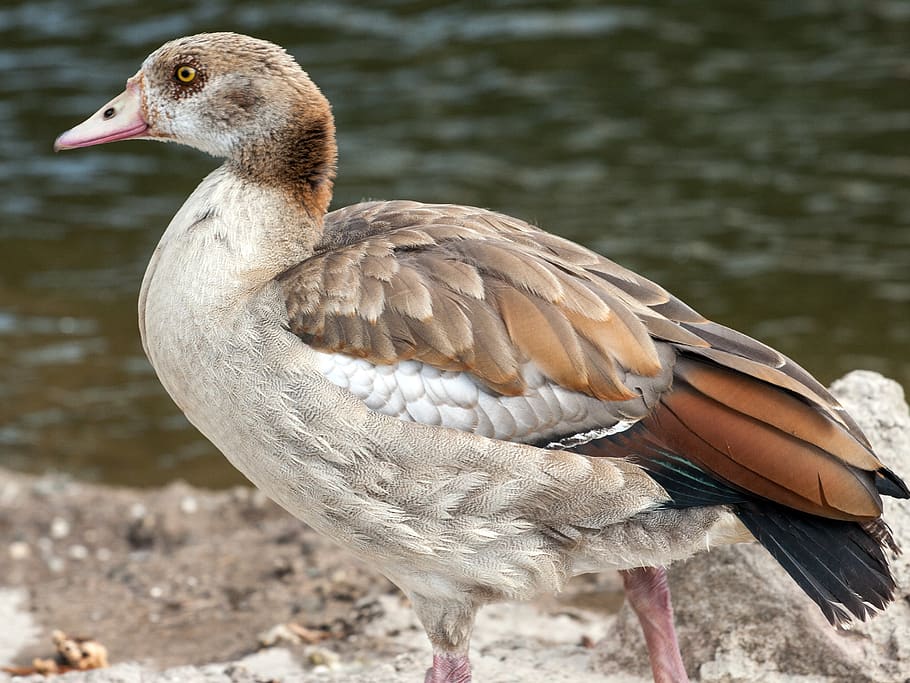 wild, nilgans, widgans, river, bird, vertebrate, animal themes HD wallpaper