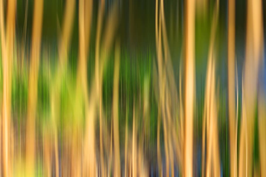 Wallpaper, Background, Image, background image, desktop, nature HD wallpaper