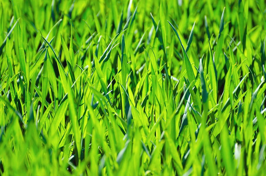 photo of green grass, grassy, stalks, background, macro, seasons, HD wallpaper