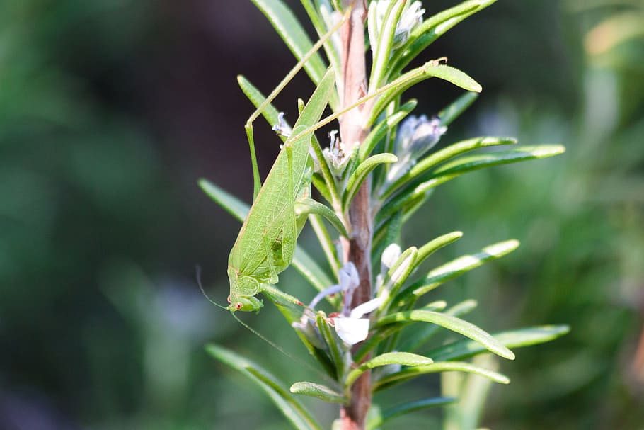 Grasshopper, Insect, Macro, green, nature, rosemary, spice HD wallpaper