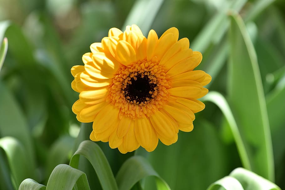 gerbera, flower, blossom, bloom, orange, schnittblume, garden HD wallpaper