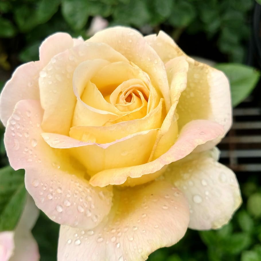 Бледно желтая роза сорта