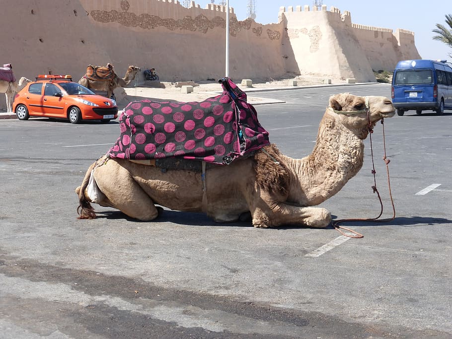 camel, rest, morocco, mammal, animal, domestic animals, animal themes HD wallpaper