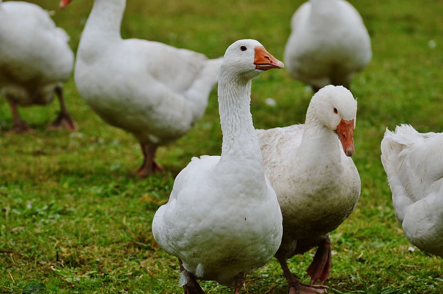 HD wallpaper: geese, white, cute, plumage, animal, domestic goose ...