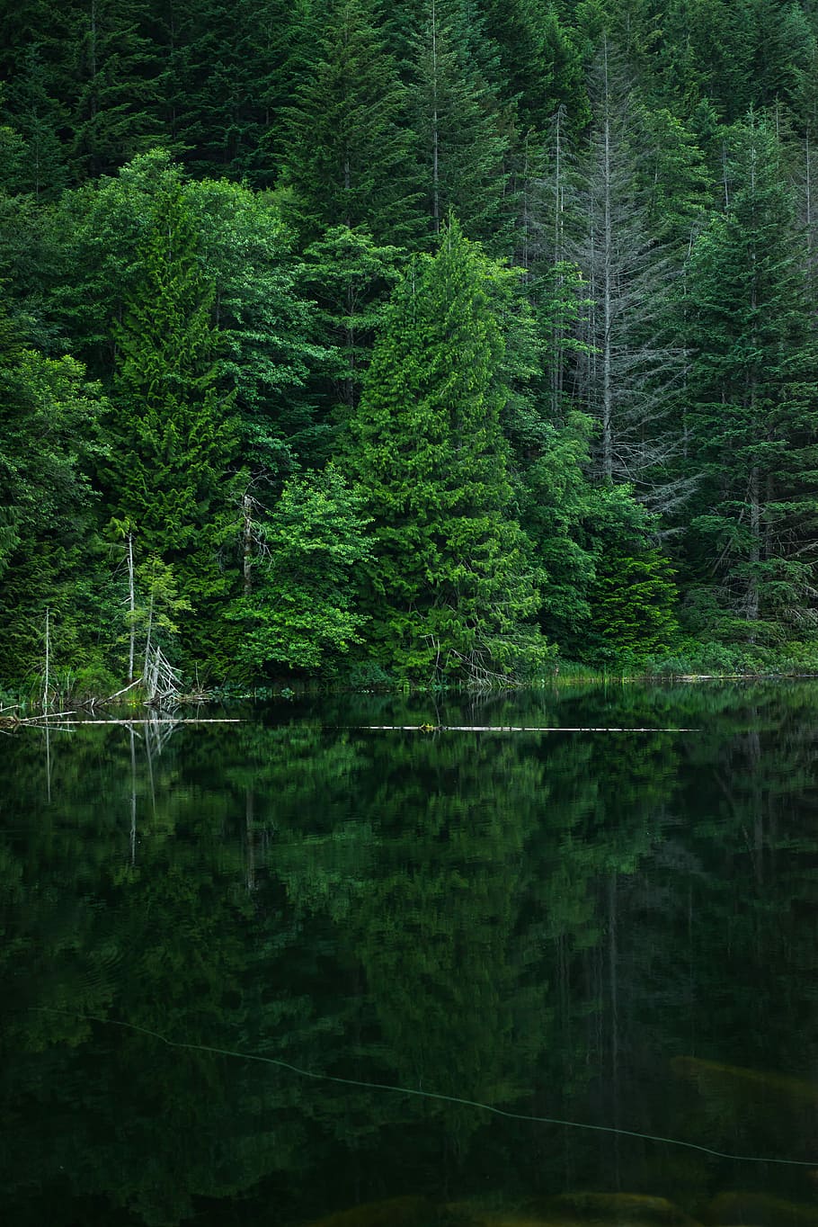 grey calm body of water near green leaf trees at daytime, untitled HD wallpaper