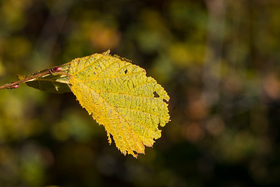 leaf, hazelnut leaf, autumn, discolored, nature, close, plant part HD wallpaper