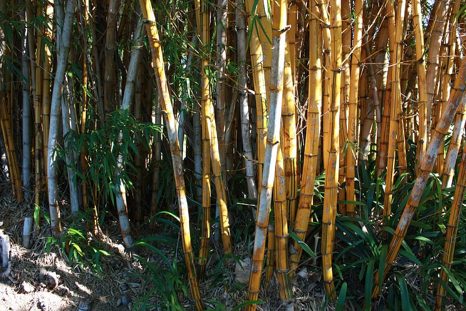 bamboo, trees, nature, green, jungle, growth, tropical, wood HD wallpaper