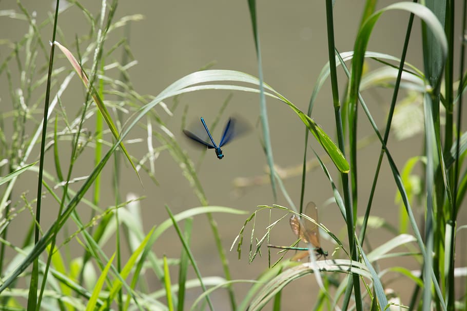 dragonfly, nature, spring, insect, river, plant, growth, animal HD wallpaper