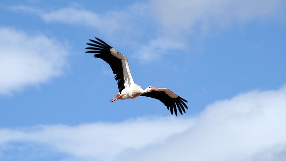 Fly, Clouds, Stork, Blue, Bird, Ave, sky, wings, dom, flying HD wallpaper