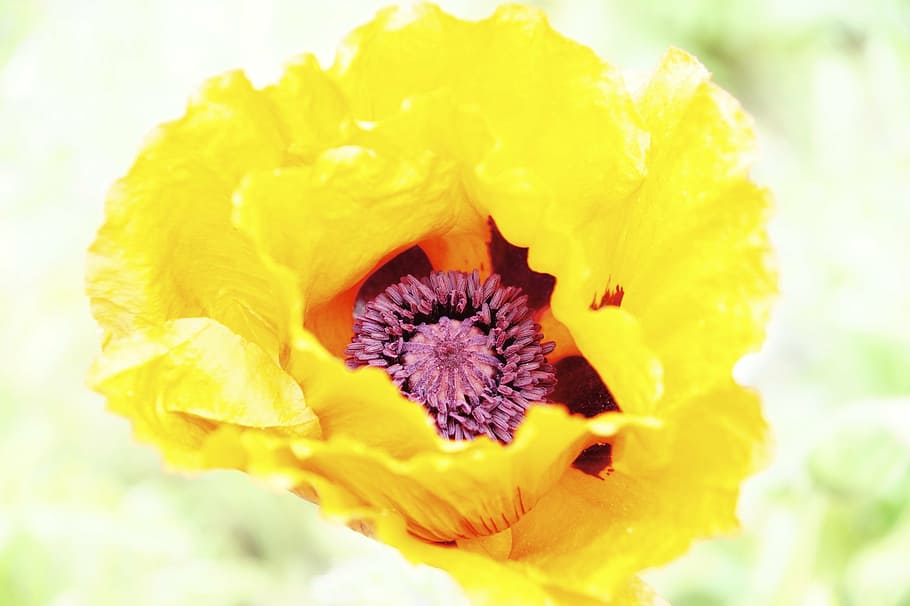 flower, incomplete, flora, flowering plant, vulnerability, fragility HD wallpaper