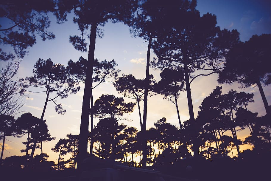 trees, sunset, dusk, shadows, silhouette, nature, plant, sky HD wallpaper