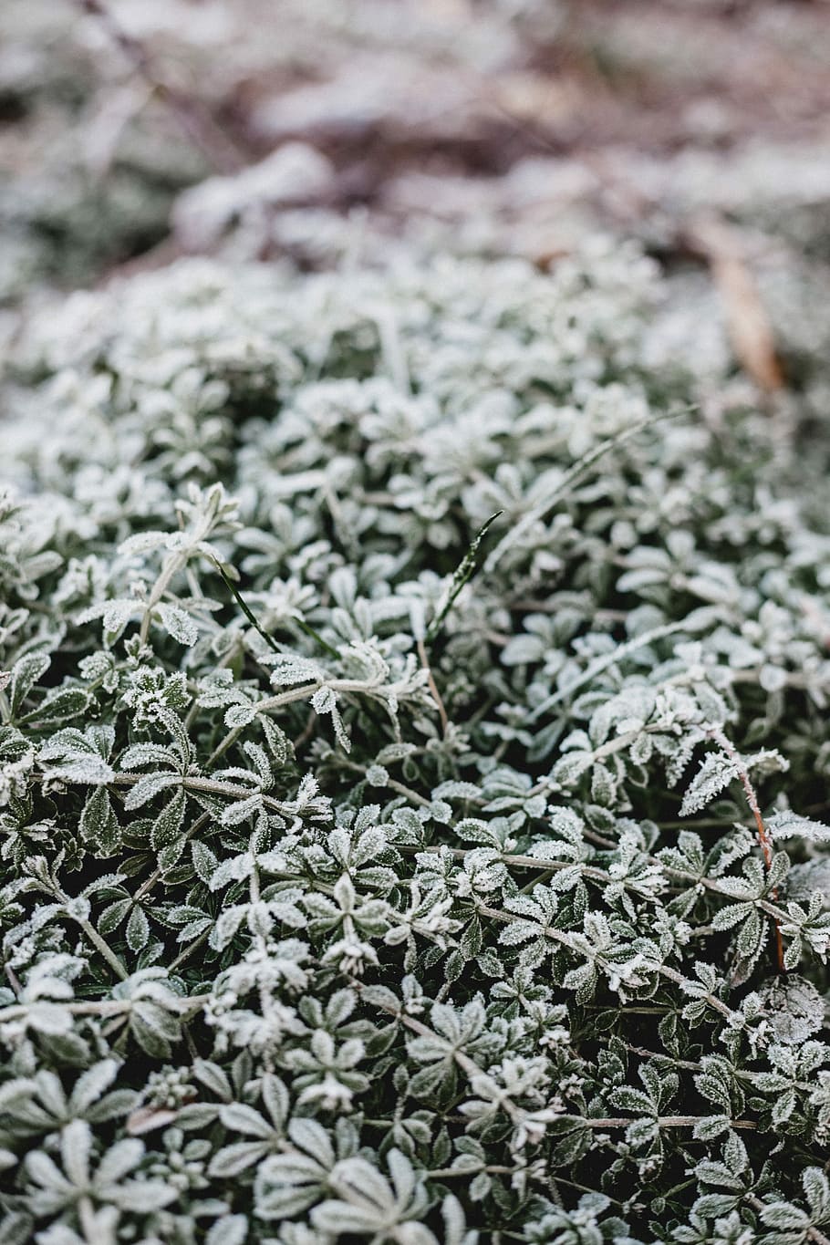 close up photo of frozen plants, green leafed plants, macro, leaves HD wallpaper
