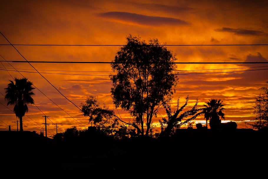 tree, sunset, landscape, evening, beautiful landscape, natural HD wallpaper