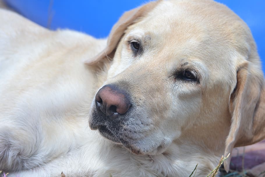 labrador, chill out, summer, blond, one animal, domestic, pets HD wallpaper