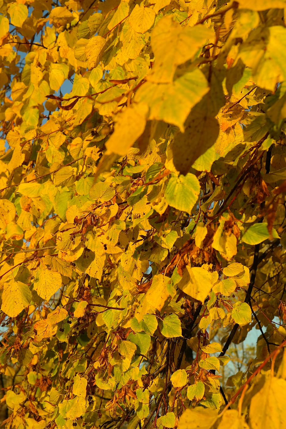 lipovina, lime, tree, foliage, autumn, yellow, leaf coloring HD wallpaper
