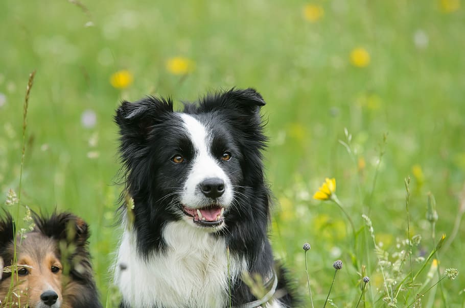 HD wallpaper: adult white and black border collie sitting on the green  grass field | Wallpaper Flare