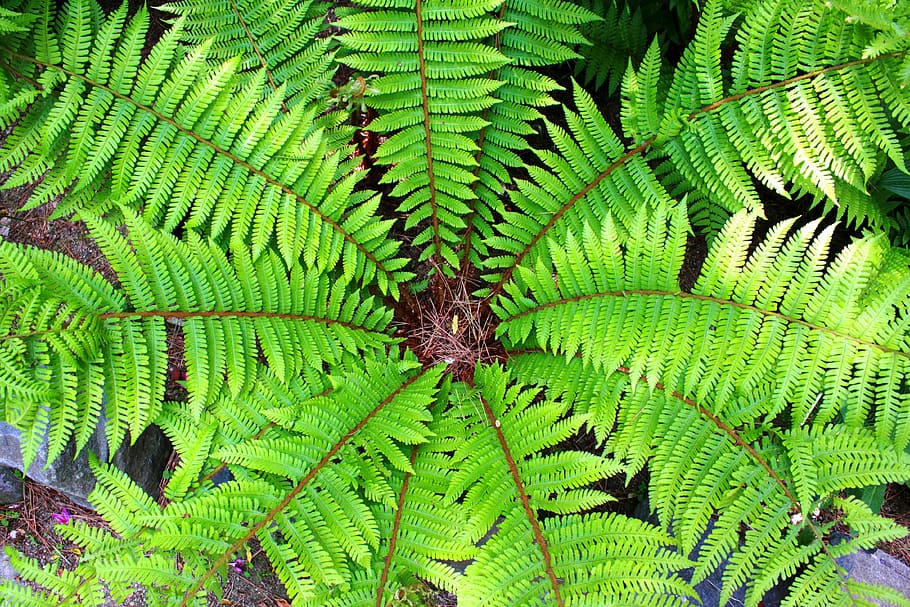 plants, wood, pool, leaf, green, landscape, nature, abstract HD wallpaper