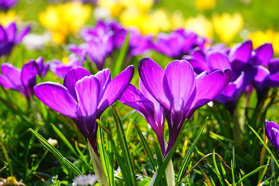 purple petaled flowers, crocus, spring, bühen, blossom, bloom HD wallpaper
