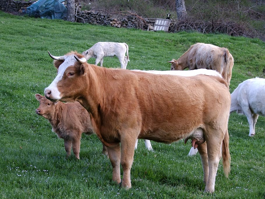 cows, field, people, animals, prairie, horns, prado, veal, toro, HD wallpaper