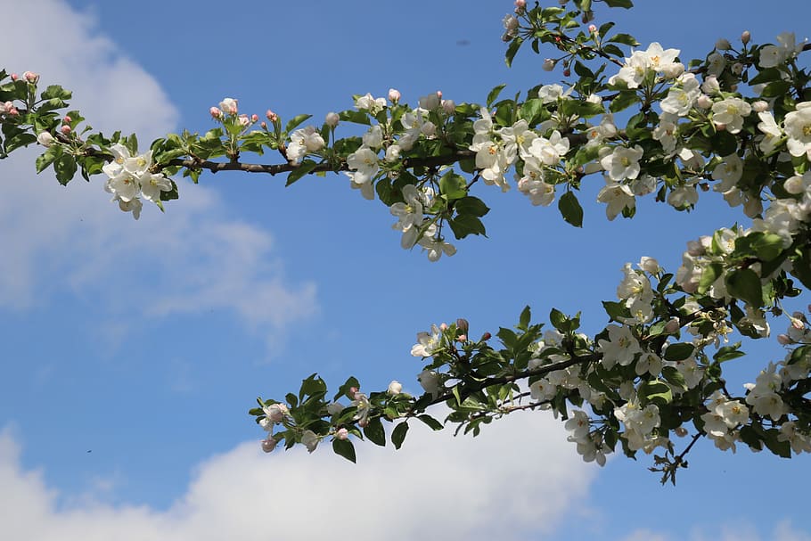 low-angle photography of white and pink petaled flower, spring HD wallpaper