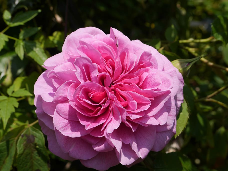 rose, flower, bloom, blossom, pink, plant, pink rose, flowering plant HD wallpaper
